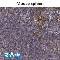 CXCR1 antibody [HL2674]
